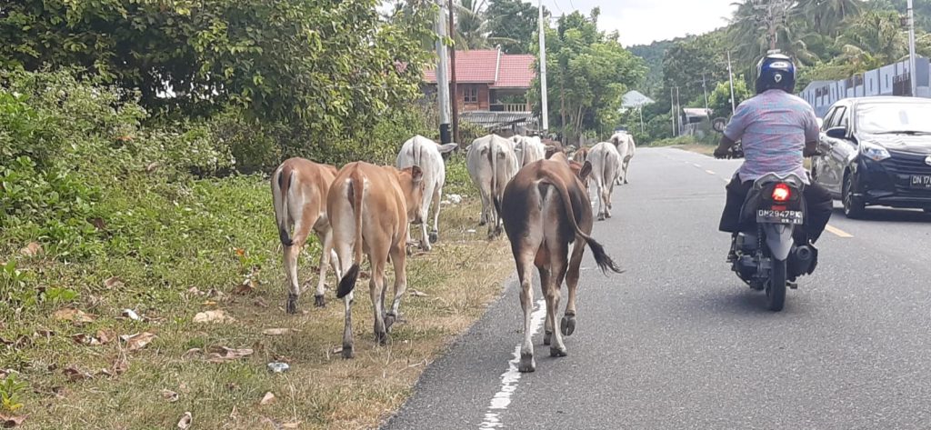 Dua Mobil Rusak Tabrak Sapi di Kintom, Syukurnya Si Sapi Baik-baik Saja
