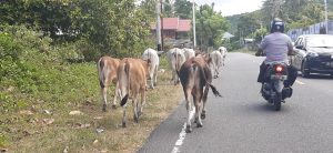 Dua Mobil Rusak Tabrak Sapi di Kintom, Syukurnya Si Sapi Baik-baik Saja