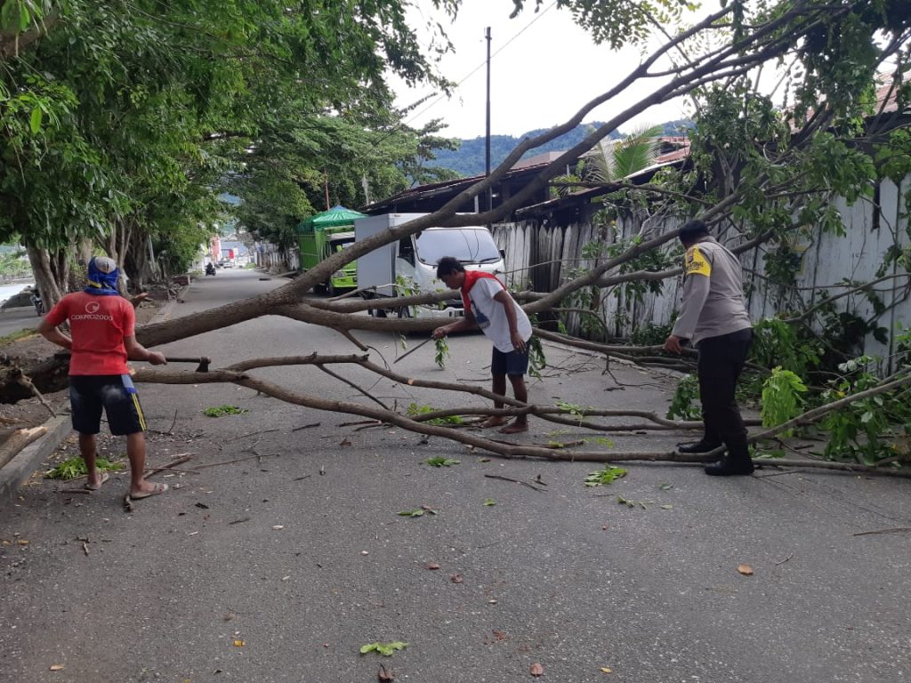 Warga Luwuk Banggai Diminta Waspadai Pohon Tumbang