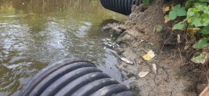 Banyak Ikan Mati di Jalur Limbah Tambak Udang Uwedikan