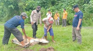 Virus PMK ditemukan di Luwuk Banggai, Dua Sapi Dimusnahkan