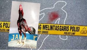 Seekor Ayam Tewaskan Emak-emak di Nuhon