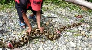 Warga Singkoyo Toili Tewas Dililit Ular