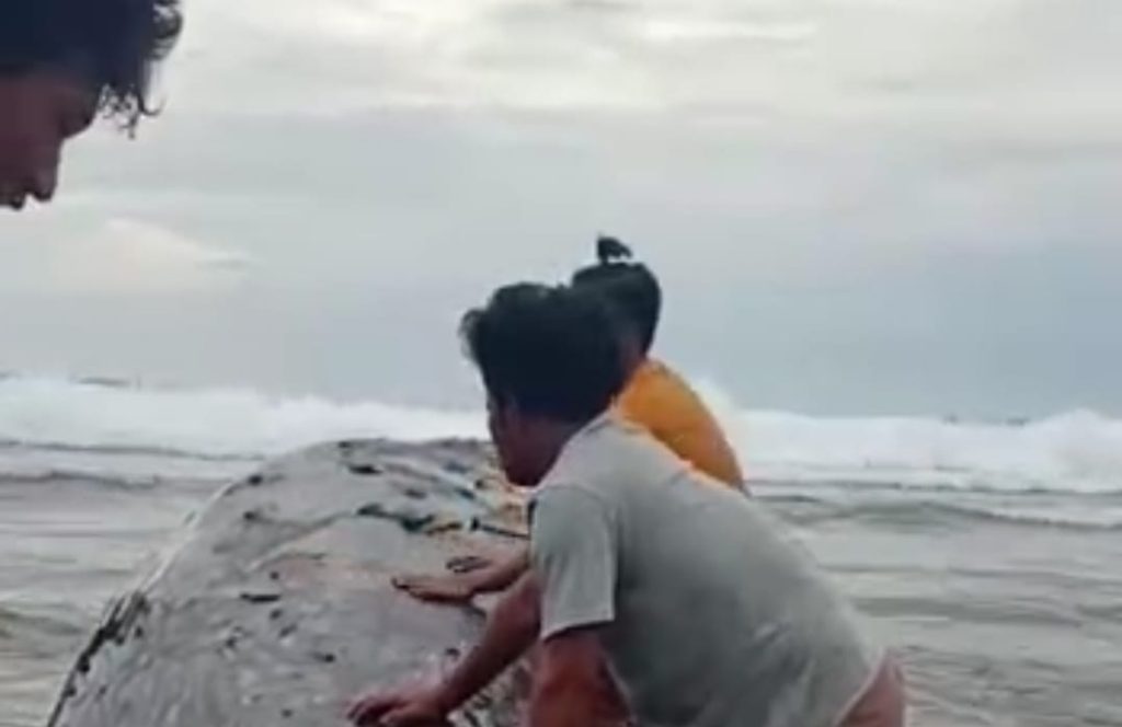 Ikan Paus Terdampar dan Mati di Perairan Balantak