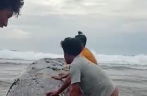 Ikan Paus Terdampar dan Mati di Perairan Balantak
