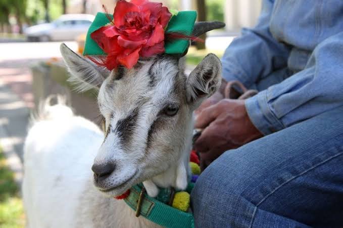 Kambing Cantik jadi Rebutan Dua Warga di Pagimana, Begini Ceritanya
