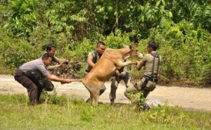 Kerap Sebabkan Kecelakaan, Hewan Ternak di Pagimana mulai Ditertibkan