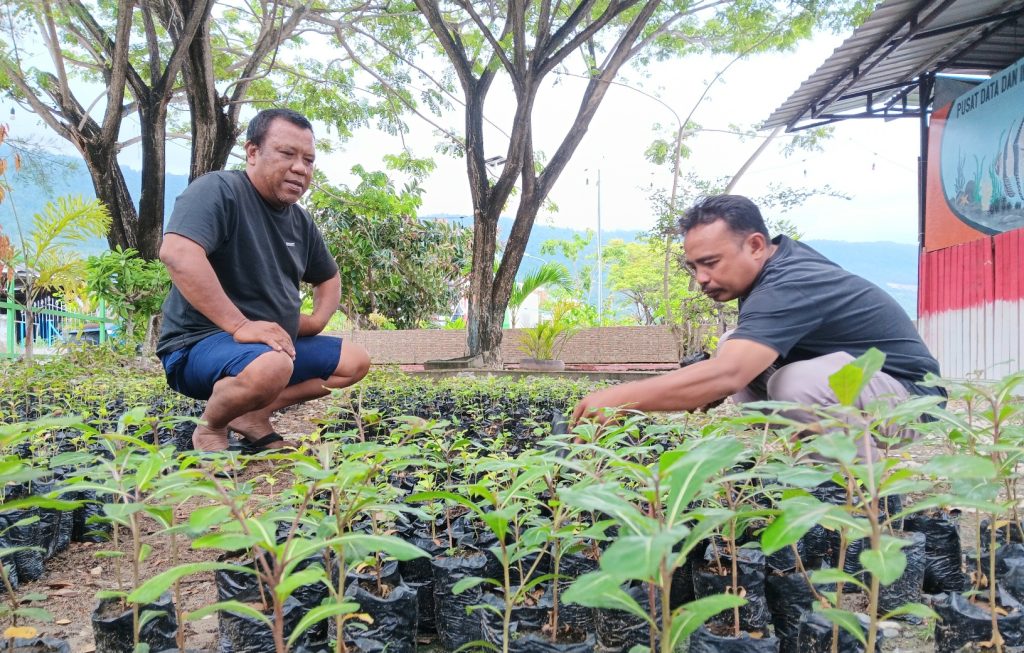 Bibit Gratis Ketapang Kencana Disediakan LSM GAM Banggai