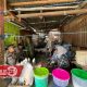 Penjual cendol