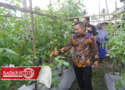 Satu Juta Satu Pekarangan, Panen Lagi