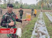 Koramil Bunta Manfaatkan Lahan Tidur dengan Tanam Jagung