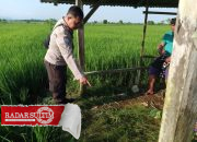 Perangkap Tikus Listrik Kembali Makan Korban Jiwa di Toili Barat