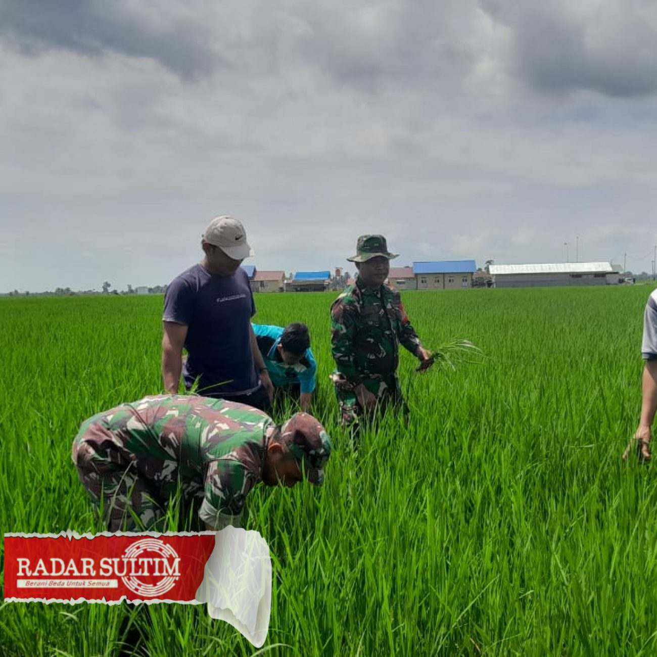 Dukung Hanpangan, Babinsa Dampingi Petani Tinjau Padi