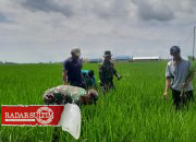 Dukung Hanpangan, Babinsa Dampingi Petani Tinjau Padi