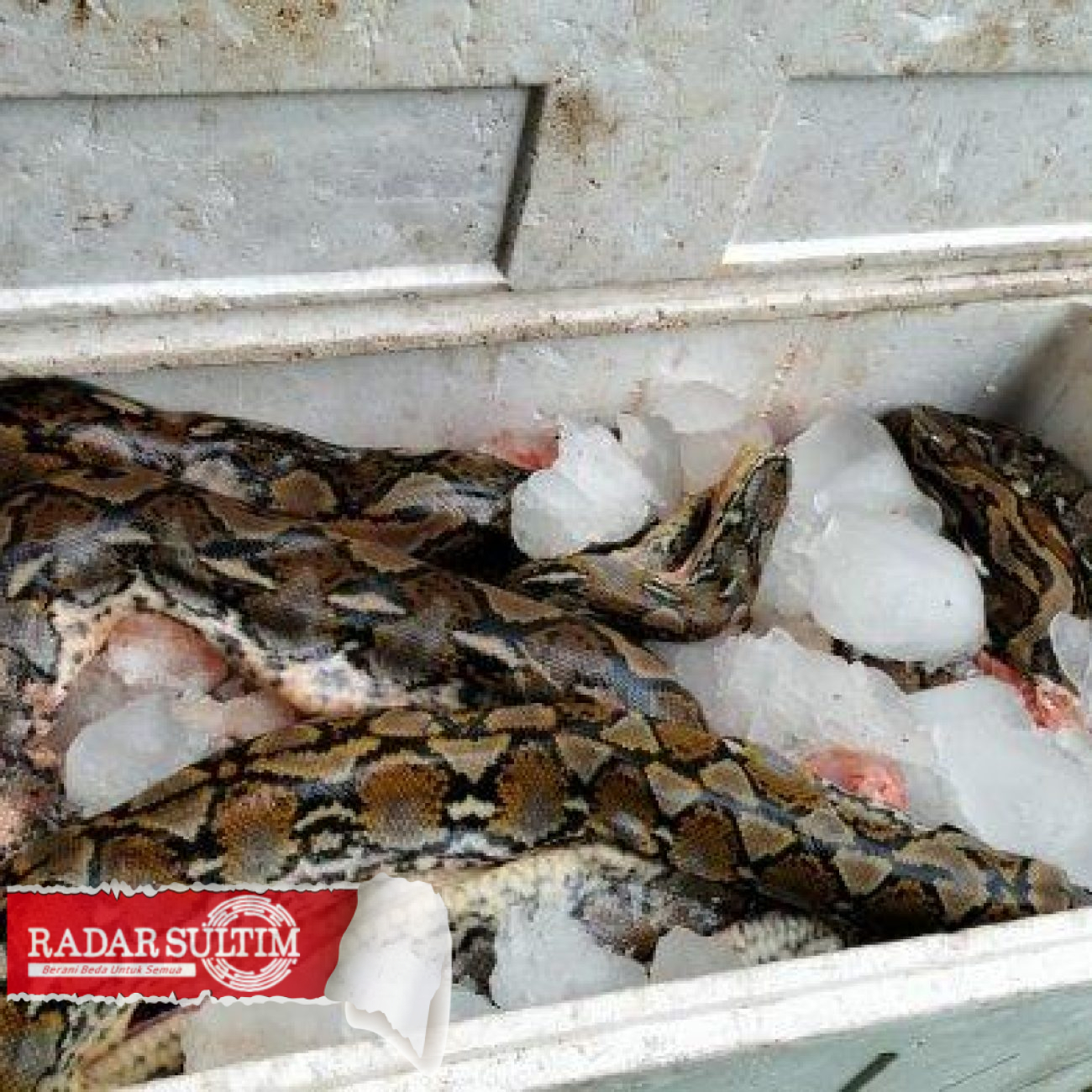Viral 150 Kilogram Daging Ular asal Pagimana Disita di Gorontalo, Ini Faktanya