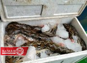 Viral 150 Kilogram Daging Ular asal Pagimana Disita di Gorontalo, Ini Faktanya