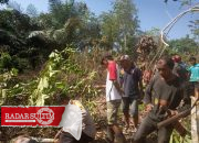 Sempat Minta Istri Menjauh, Pria di Bantayan Tewas Tertimpa Pohon yang Ditebangnya