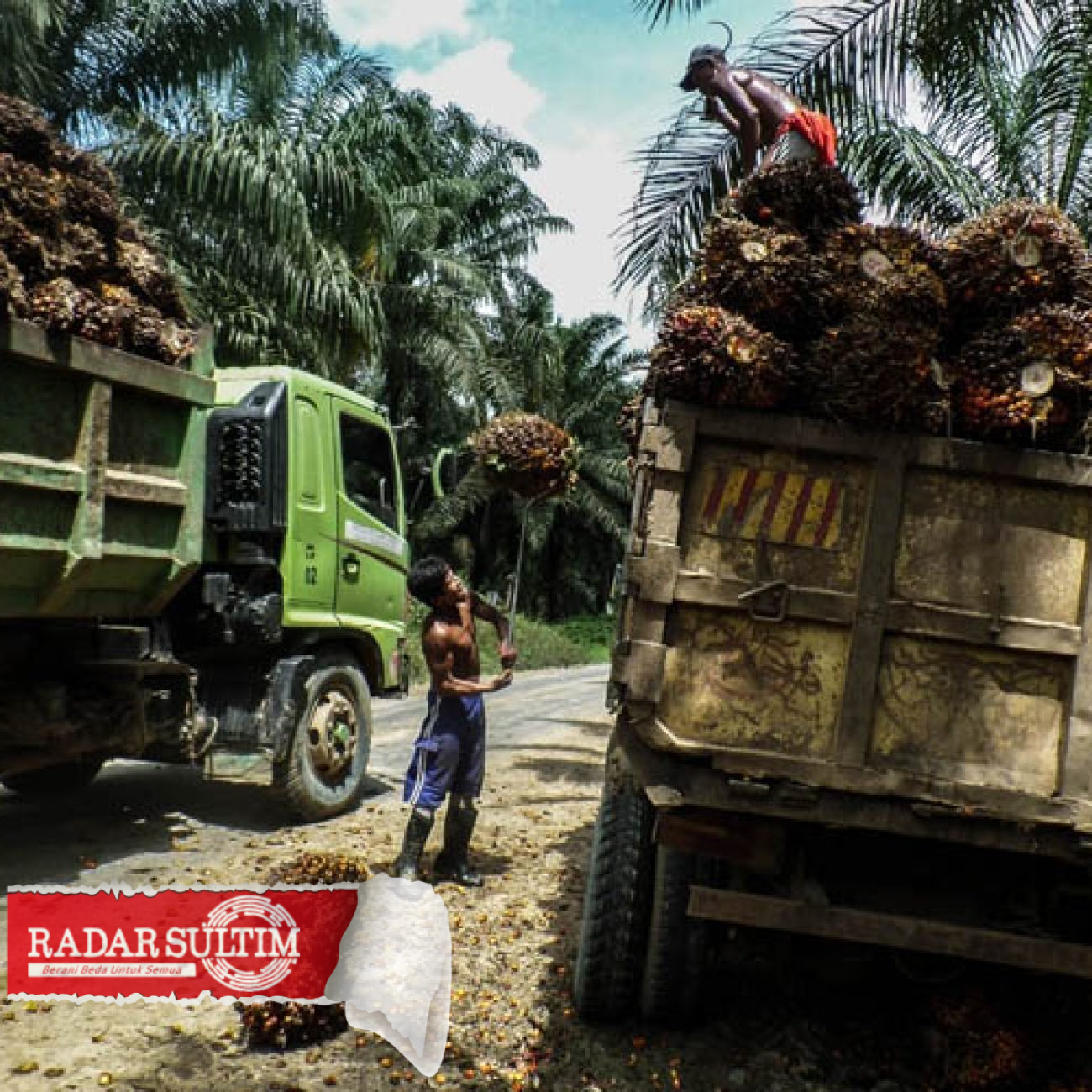 Perusahaan Perkebunan Sawit di Banggai Tak Punya Sistem Managemen K3