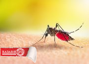 Nyamuk Serang Perumahan Warga di Luwuk Utara