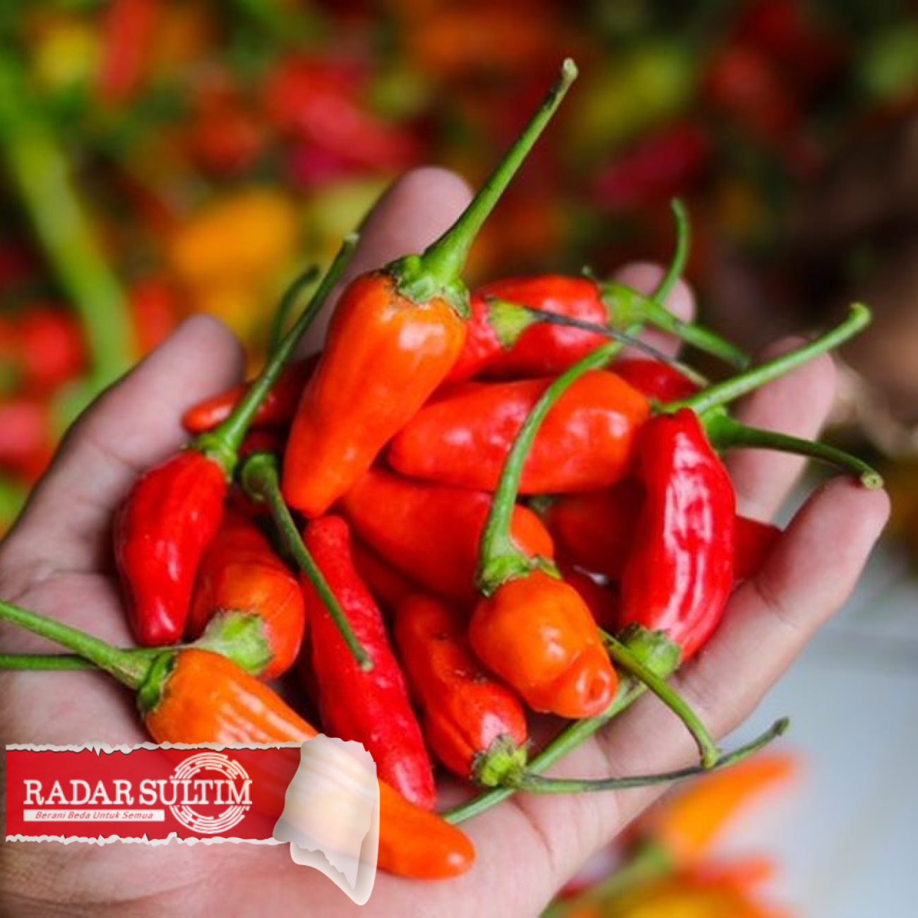 Harga ‘Pedas’ Rica di Luwuk, Tembus Rp 100 ribu per Kg