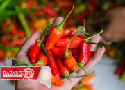 Harga ‘Pedas’ Rica di Luwuk, Tembus Rp 100 ribu per Kg