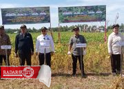 Bupati Banggai Panen Raya Kedelai di Toili Jaya