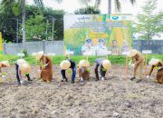 Langkah Nyata Penguatan Ketahanan Pangan, Dinas TPHP Banggai Gelar Gerakan Tanam Jagung